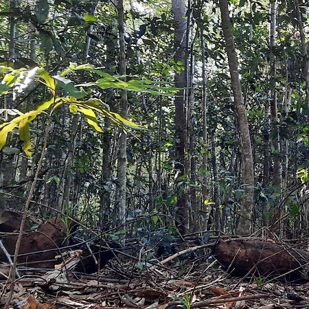 Daintree Rainforest Accommodation Cow Bay エクステリア 写真