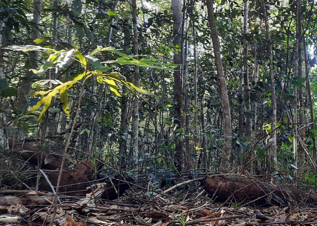 Daintree Rainforest Accommodation Cow Bay エクステリア 写真